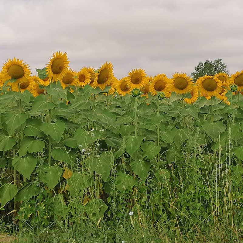 Entre2mers_Our-story_sunflowers